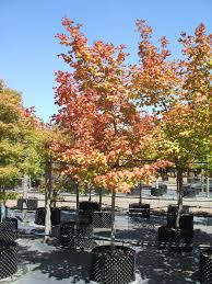 [0205] ACER JAPONICUM VITIFOLIUM (Caduc, 5 à 10 m)