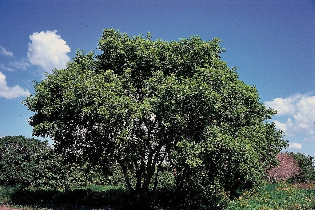 ACER NEGUNDO - TIGE