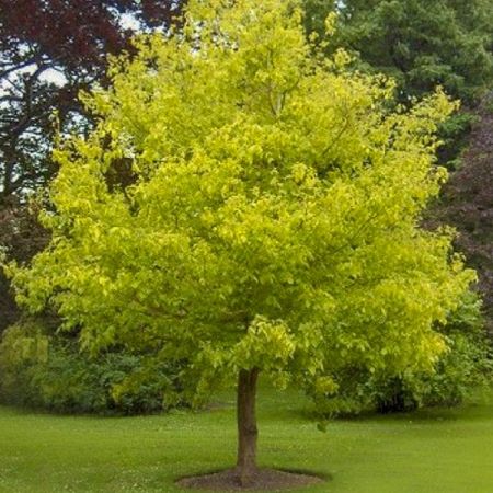ACER NEGUNDO KELLY'S GOLD