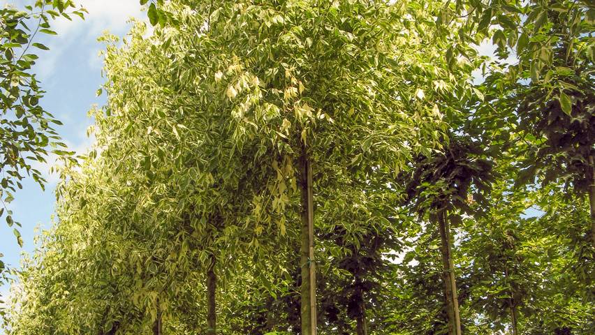 ACER NEGUNDO VARIEGATUM (ARGENTEOV.) - TIGE
