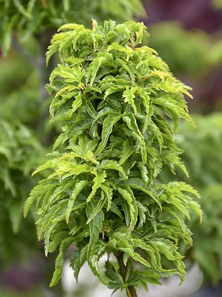 [0246] ACER PALM.SHISHIGASHIRA (CRISPIFOLIUM) (Caduc, 200/250)