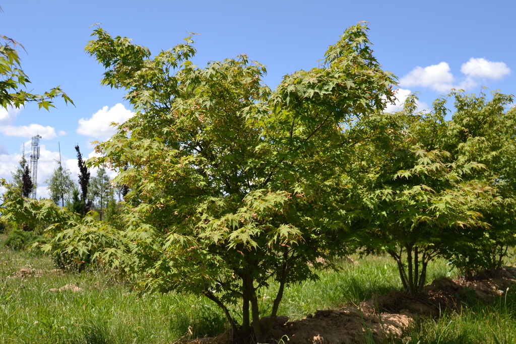 [0250] ACER PALMATUM - CÉPEE (Caduc, 3 à 5 m)