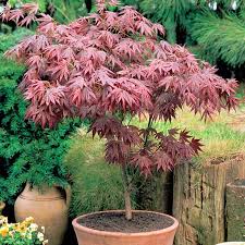 ACER PALMATUM - DEMI TIGE