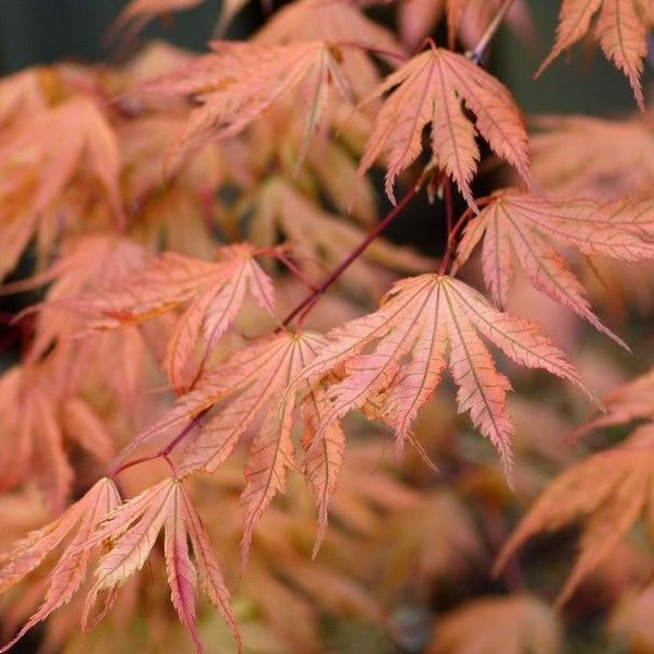 ACER PALMATUM ARIADNE