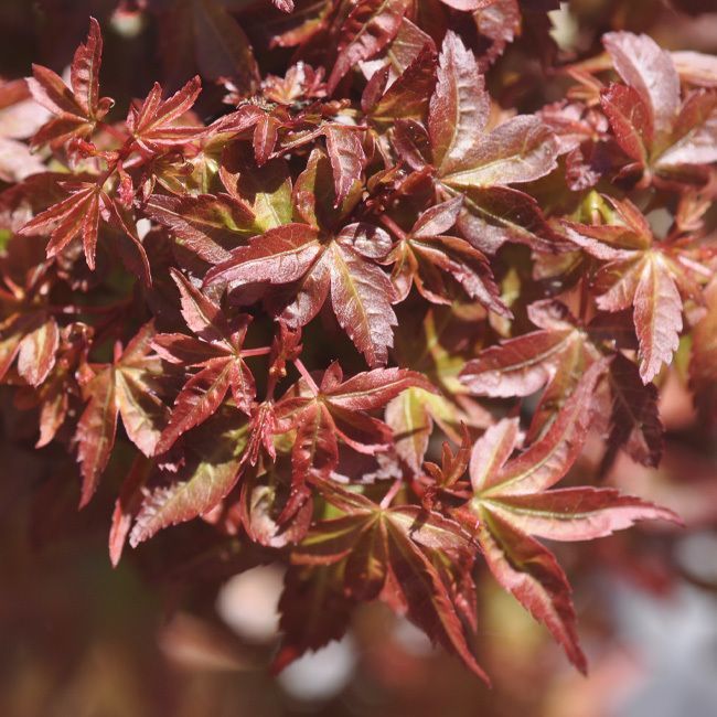 ACER PALMATUM BENI HIME - QUART TIGE