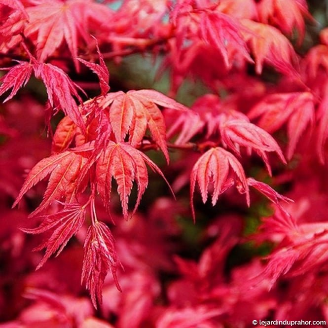 ACER PALMATUM BENI MAIKO