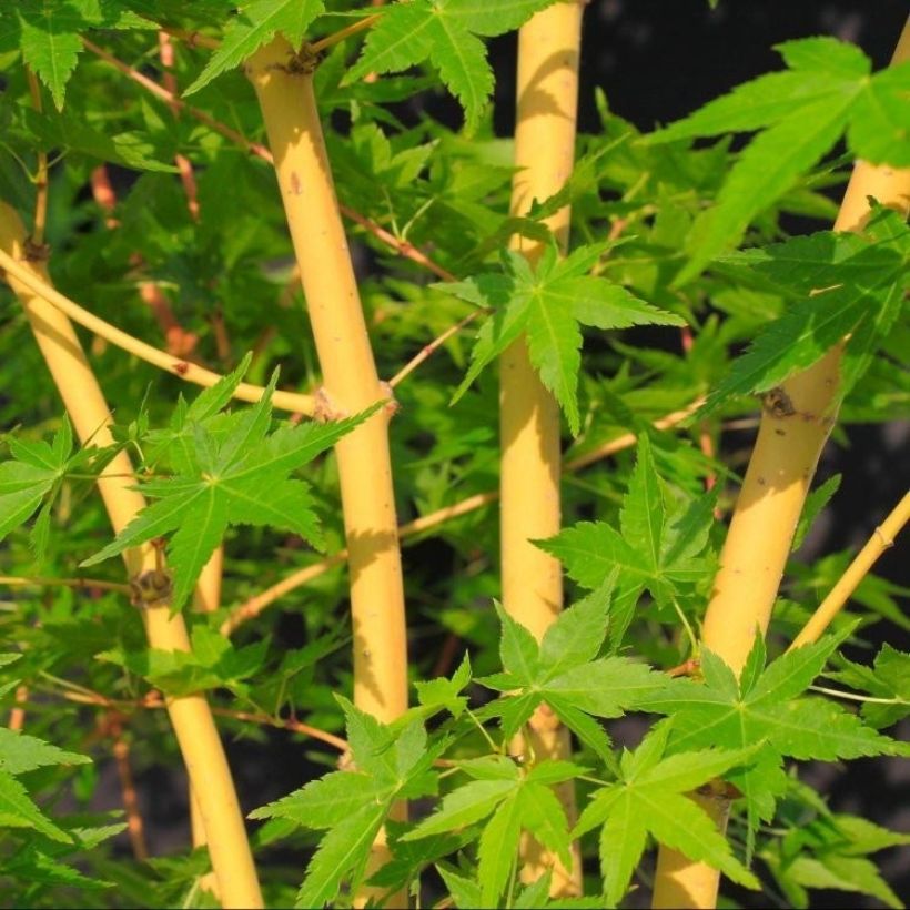 [0289] ACER PALMATUM BI HOO (Caduc, 200/250)