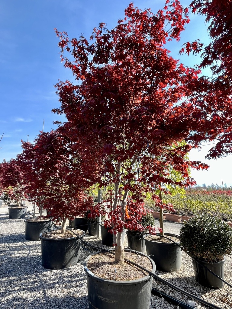 ACER PALMATUM BLOODGOOD