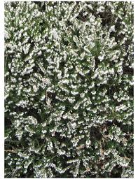 [4556] ERICA DARLEYENSIS (BRUYERE D'HIVER)