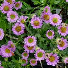 [4561] ERIGERON GLAUCUS MAUVE (Caduc, 20/50)