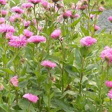 ERIGERON ROSA JUWEL ROSE