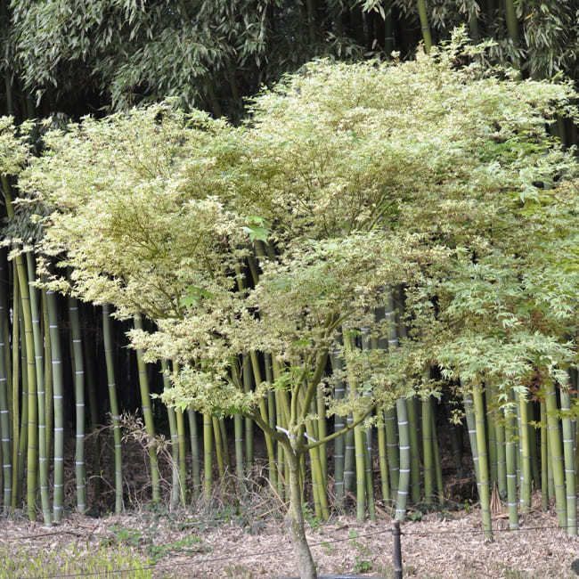 ACER PALMATUM BUTTERFLY - QUART TIGE