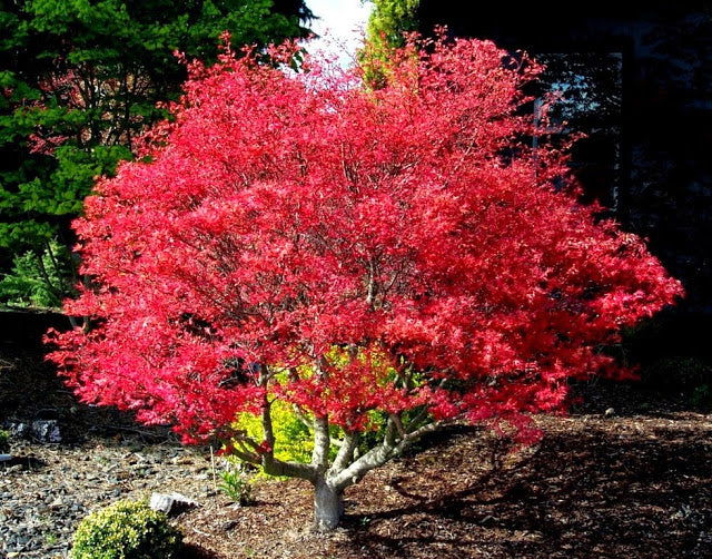 ACER PALMATUM CORALLINUM