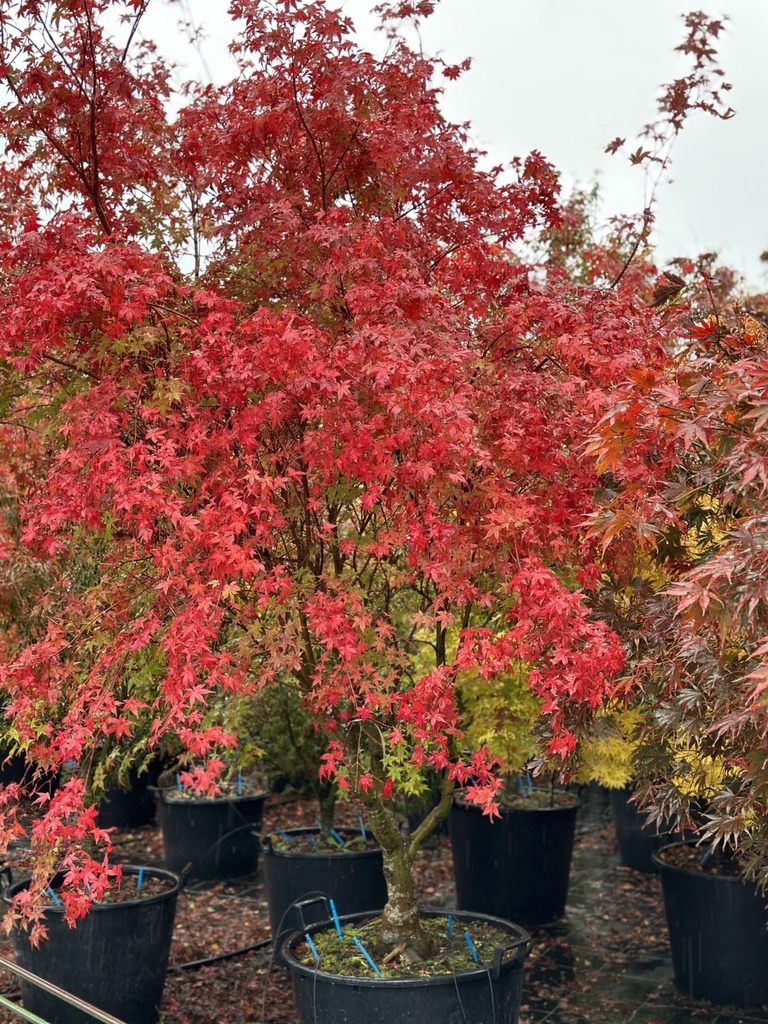 ACER PALMATUM DESHOJO