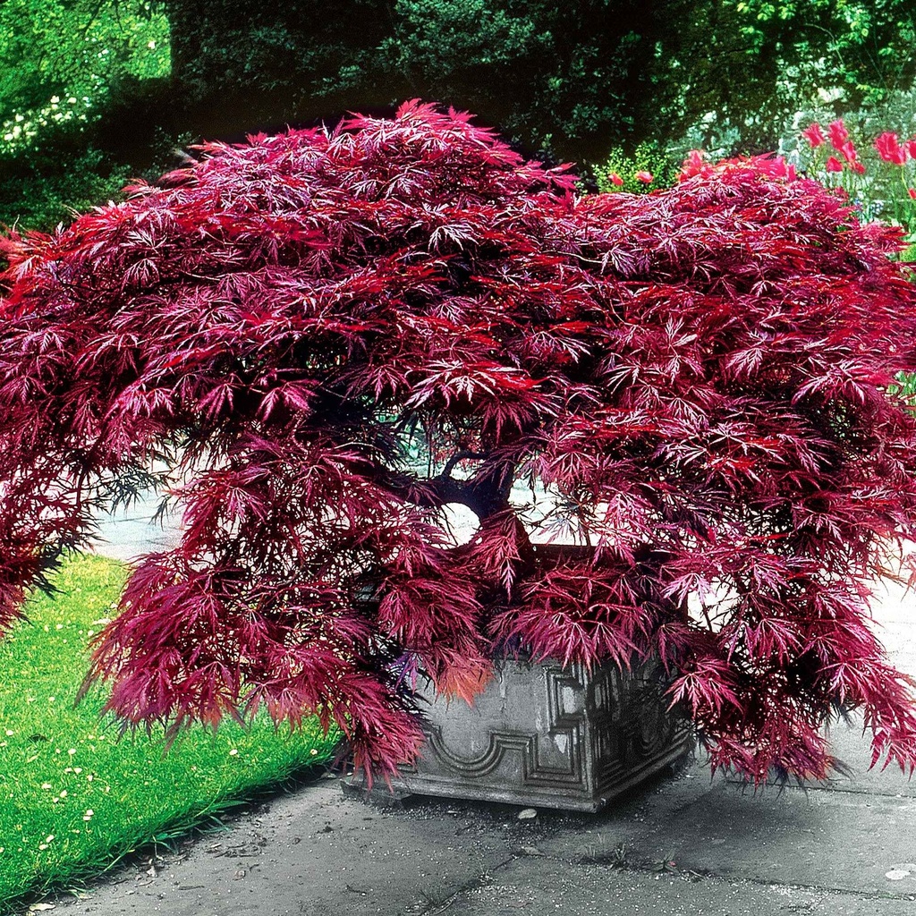 [0343] ACER PALMATUM DISSECTUM (Caduc, 200/250)