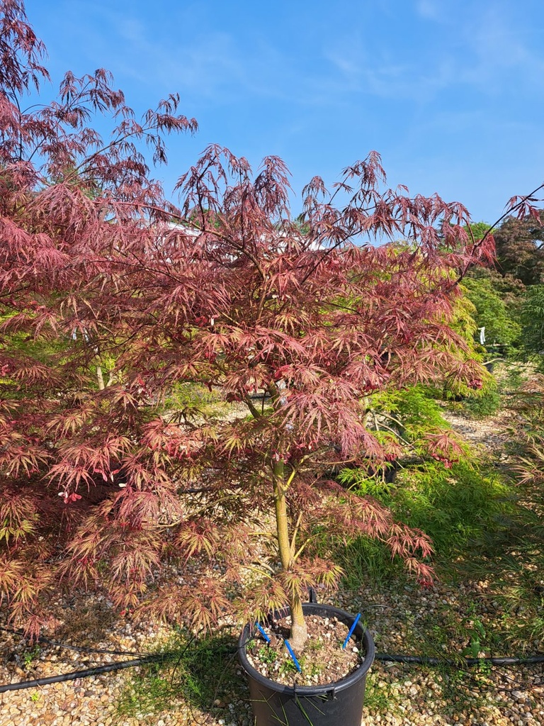 ACER PALMATUM DISSECTUM FIRECRACKER - DEMI TIGE