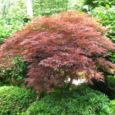 [0379] ACER PALMATUM DISSECTUM GRANET (Caduc, 200/250)