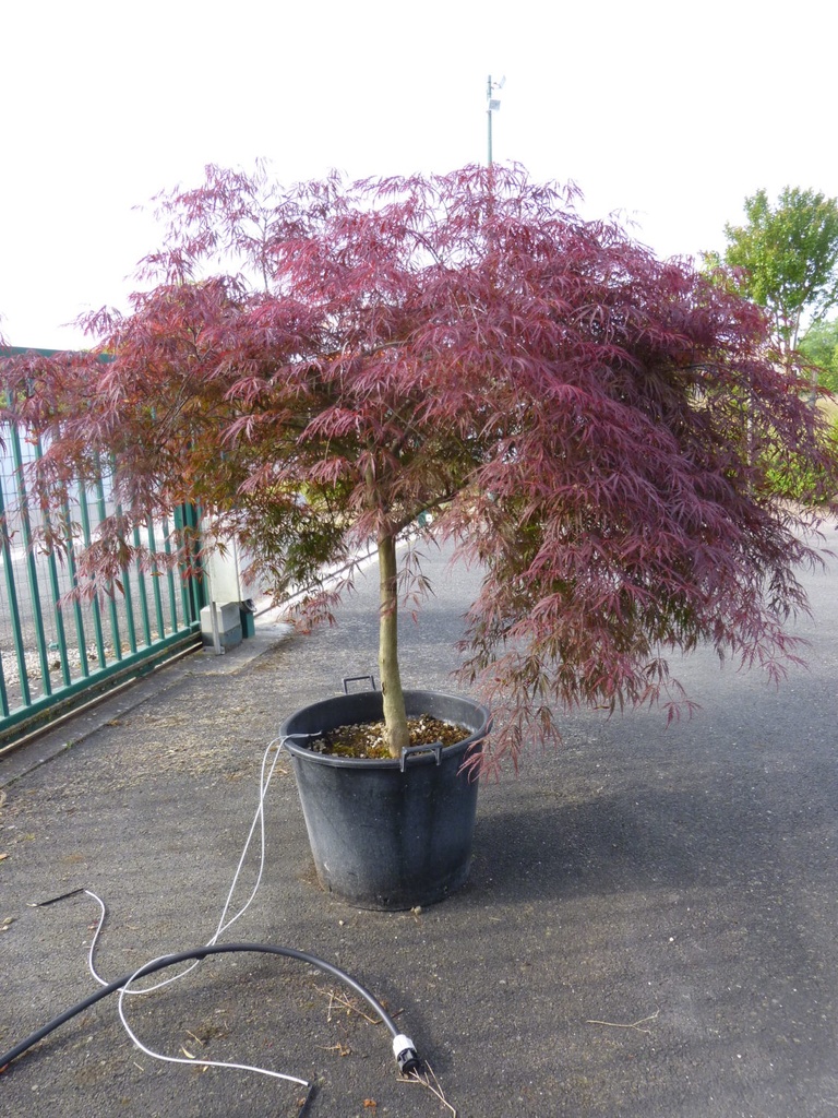 ACER PALMATUM DISSECTUM INABA SHIDARE - DEMI TIGE