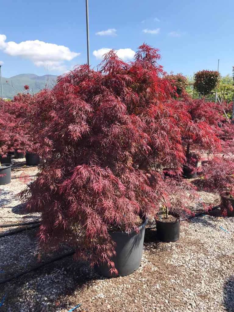 ACER PALMATUM DISSECTUM INABA SHIDARE - QUART TIGE