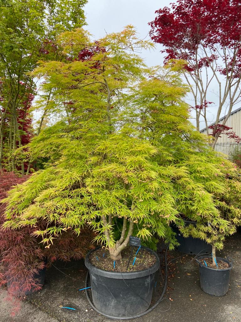 [0436] ACER PALMATUM DISSECTUM VIRIDIS (Caduc, 200/250)