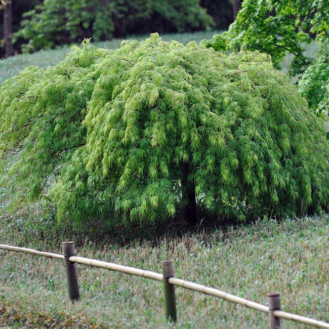 [0437] ACER PALMATUM DISSECTUM VIRIDIS - FONTAINE (Caduc, 200/250)