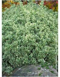 [4780] EUONYMUS JAPONICUS (Persistant, 150/200)