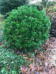 [4781] EUONYMUS JAPONICUS - BOULE (Persistant, 150/200)