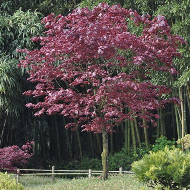 [0451] ACER PALMATUM FIREGLOW (Caduc, 3 à 5 m)