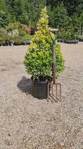 [4782] EUONYMUS JAPONICUS - CONE (Persistant, 150/200)
