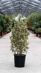 EUONYMUS JAPONICUS - QUART TIGE