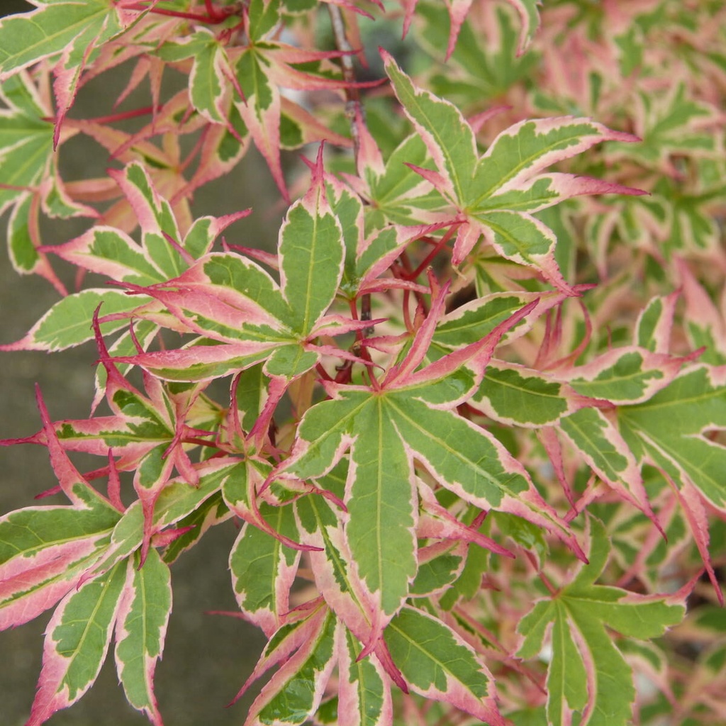 [0470] ACER PALMATUM KAGIRI NISHIKI (Caduc, 200/250)