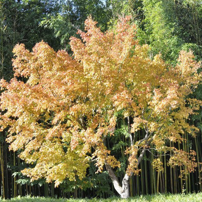 ACER PALMATUM KATSURA