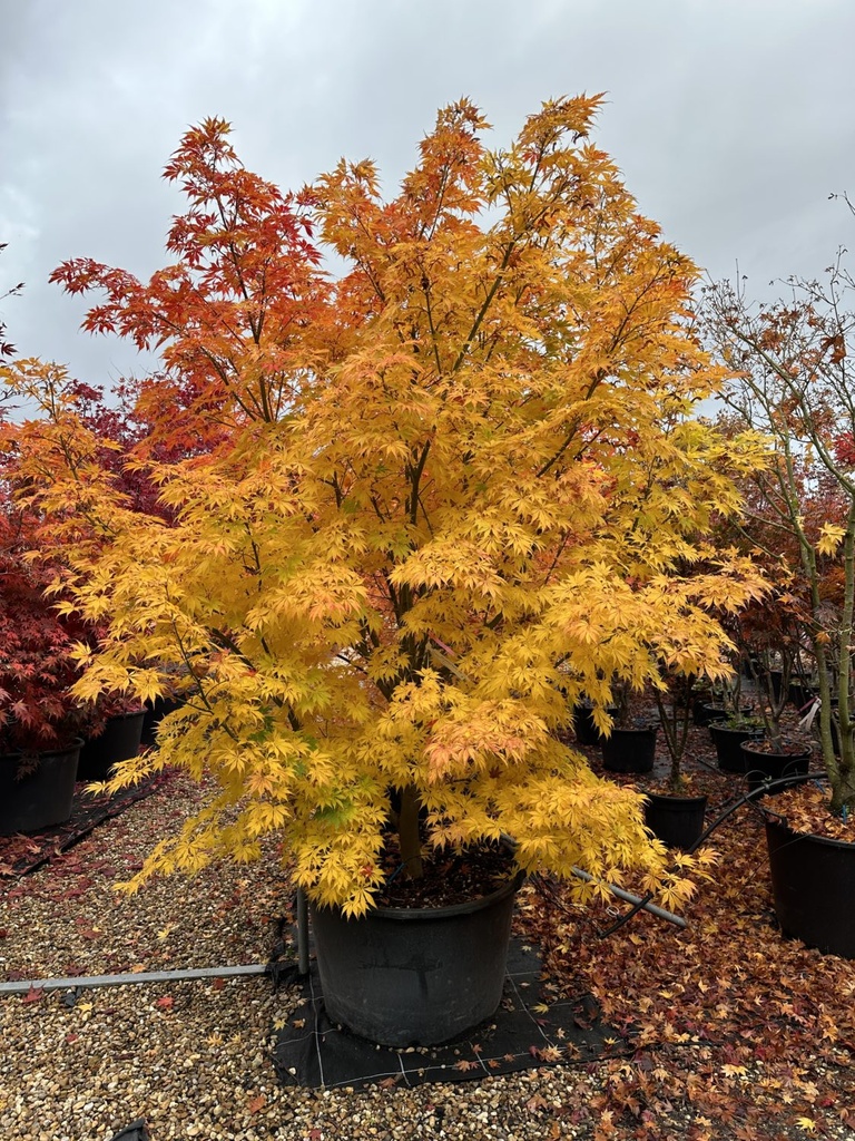 [0484] ACER PALMATUM KOGANE NISHIKI (Caduc, 200/250)