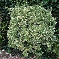 EUONYMUS JAPONICUS BRAVO