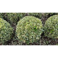 [4796] EUONYMUS JAPONICUS BRAVO - BOULE (Persistant, 150/200)