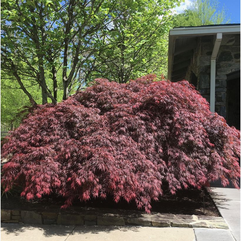 [0516] ACER PALMATUM PEVE DAVE (Caduc, 200/250)