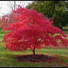 [0523] ACER PALMATUM RED FLASH (Caduc, 200/250)