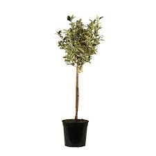 EUONYMUS JAPONICUS BRAVO - QUART TIGE