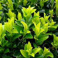 EUONYMUS JAPONICUS GREEN SPIRE