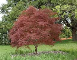 ACER PALMATUM RED PYGMY - DEMI TIGE