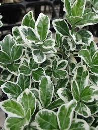 EUONYMUS JAPONICUS KATHY
