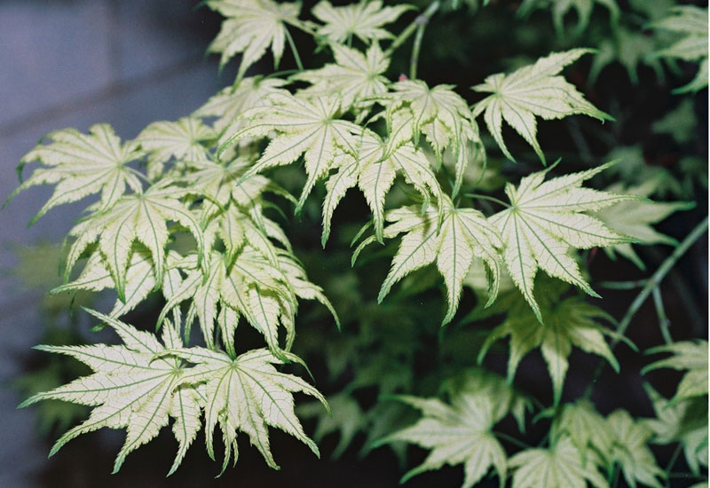 [0535] ACER PALMATUM RETICULATUM - QUART TIGE (Caduc, 200/250)