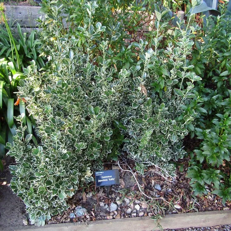 [4865] EUONYMUS JAPONICUS KATHY - CONE (Persistant, 150/200)