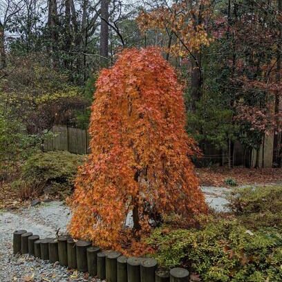 [0539] ACER PALMATUM RYUSEN - QUART TIGE (Caduc, 200/250)
