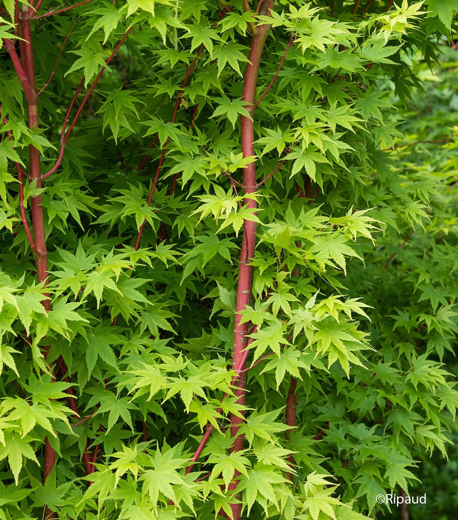 ACER PALMATUM SANGOKAKU (SENKAKI)