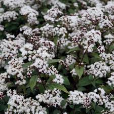 EUPATORIUM RUGOSUM