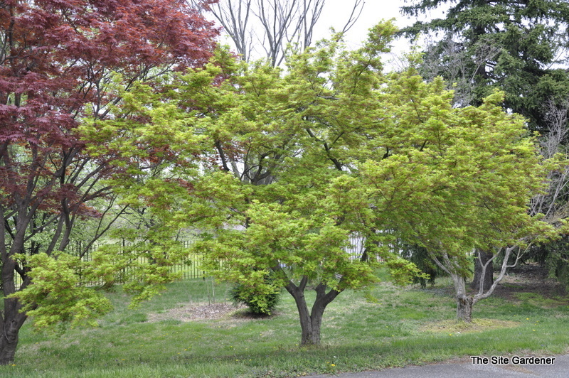 ACER PALMATUM SANGUINEUM