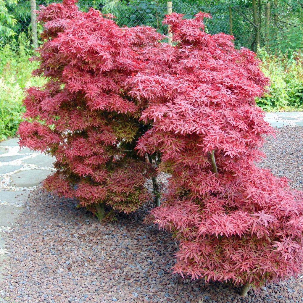 ACER PALMATUM SHAINA - QUART TIGE