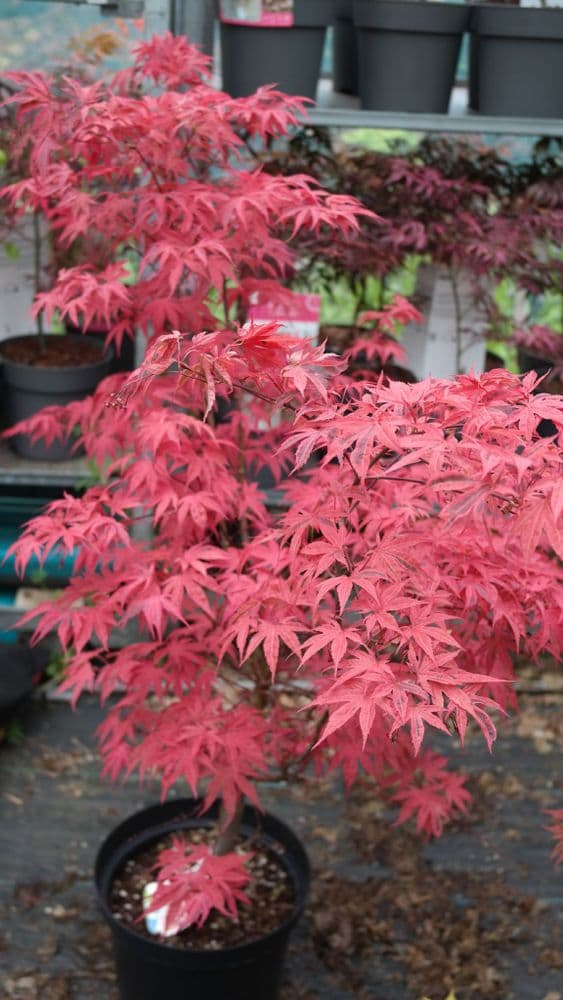 ACER PALMATUM SHIRAZZ