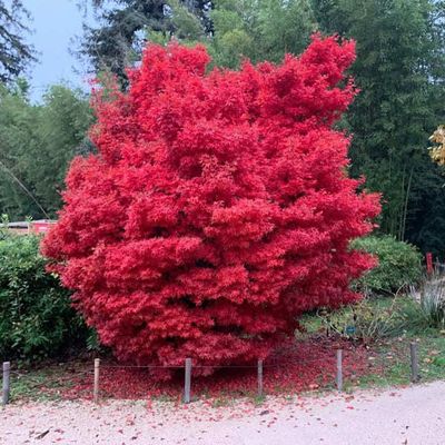 [0577] ACER PALMATUM SKEETER'S BROOM (Caduc, 200/250)